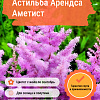Астильба Арендса Аметист фото 1 