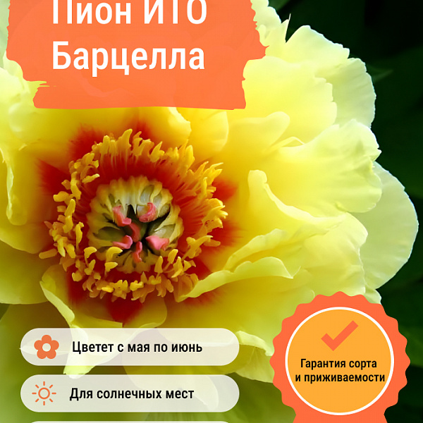 Пион ИТО Барцелла фото 2 