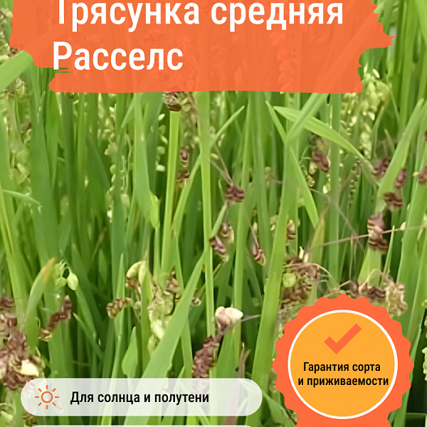 Трясунка средняя Расселс фото 4 