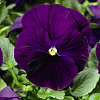 Виола крупноцветковая Дельта Пьюр Виолет фото 1 