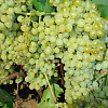 Виноград плодовый Кишмиш №342 фото 3 