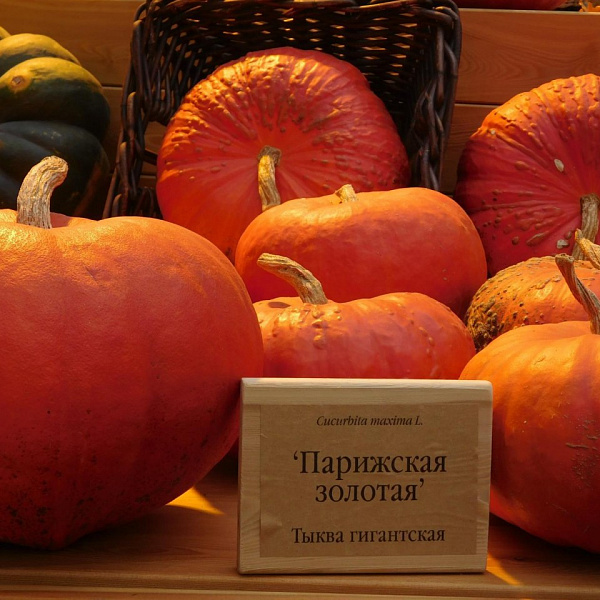 Тыква крупноплодная Парижская золотая фото 1 
